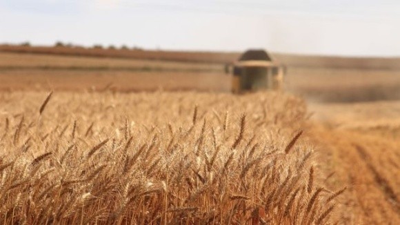 Експерти спрогнозували врожай озимої пшениці фото, ілюстрація