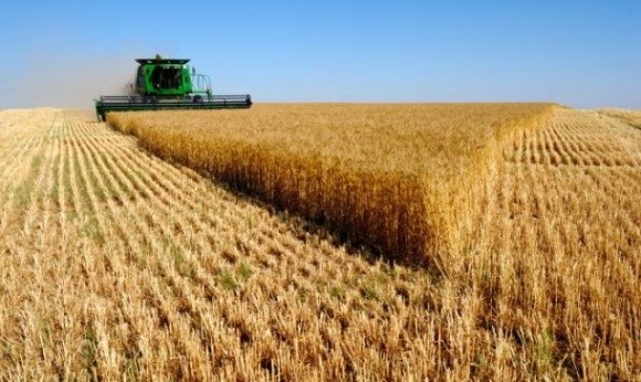 Аналітики врахували дефіцит опадів та оновили прогноз врожаю пшениці в ЄС фото, ілюстрація