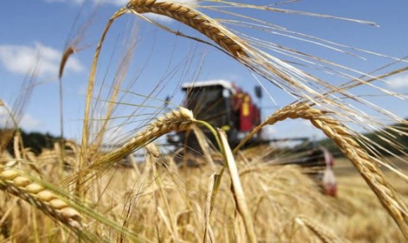 В Комітеті з питань аграрної політики оновили прогноз врожаю зернових та олійних фото, ілюстрація