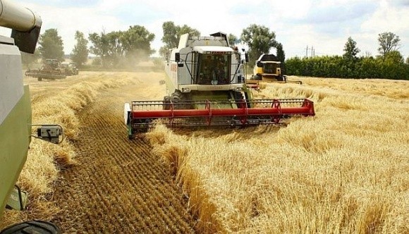 УЗА зменшила прогноз врожаю зернових та олійних у 2024 році фото, ілюстрація