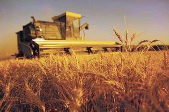 УЗА збільшила прогноз зернових та олійних на 8 млн т фото, ілюстрація