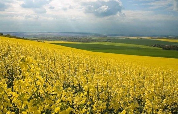 Єврокомісія знижує прогнози врожаю ріпаку в ЄС фото, ілюстрація