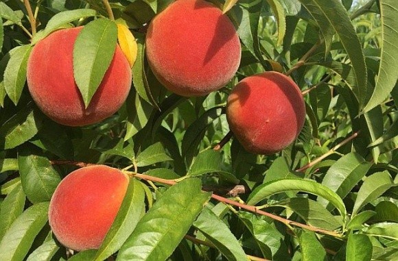 В Іспанії тестують штучний інтелект для прогнозування врожайності персиків фото, ілюстрація