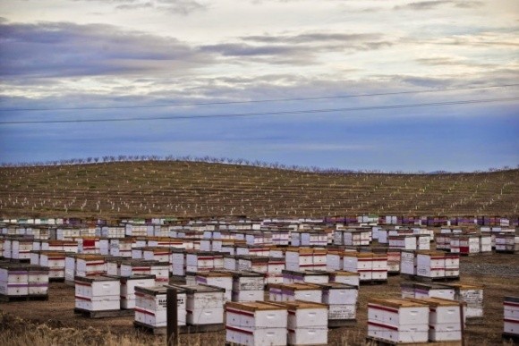 У Нідерландах екологи закликають обмежити промислове бджільництво  фото, ілюстрація