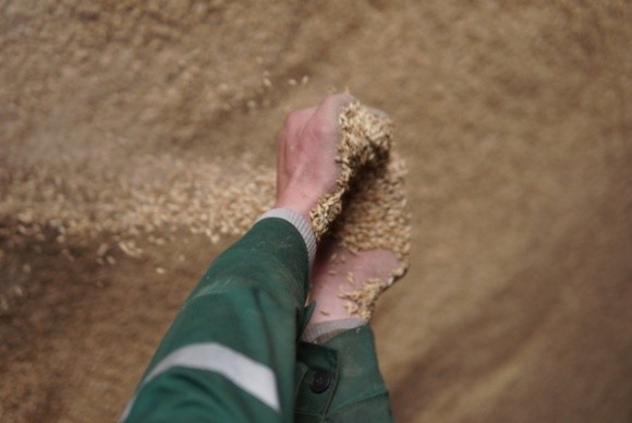 ГК «Прометей» пропонує програму лояльності з безкоштовного зберігання зернових та олійних на своїх елеваторах фото, ілюстрація