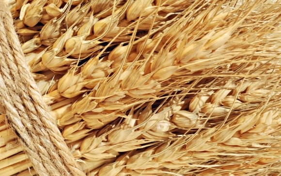 ЄС, Канада, Бразилія і Росія збільшать експорт пшениці, Україна - скоротить фото, ілюстрація