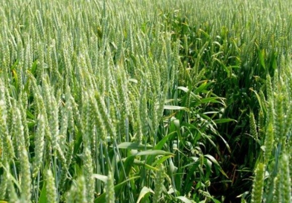 Життєстійкість озимої пшениці української селекції здивувала вчених фото, ілюстрація