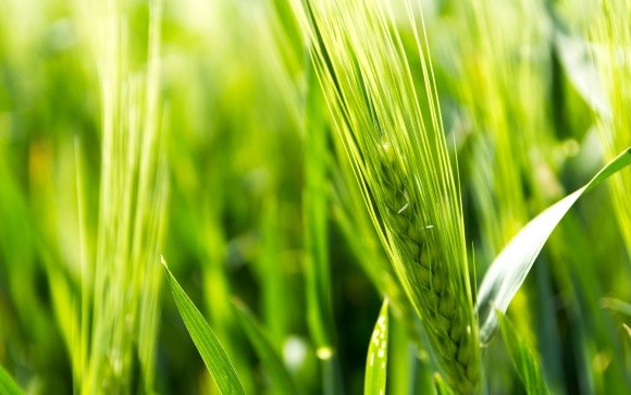 Агролайфхак: плямистість листків пшениці та як зредагувати план захисту фото, ілюстрація