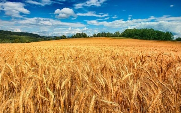 Нова модифікована пшениця допоможе впоратися з глобальною нестачею продовольства фото, ілюстрація