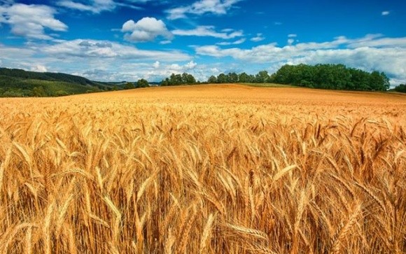 Часті дощі у Франції знижують темпи збирання пшениці фото, ілюстрація
