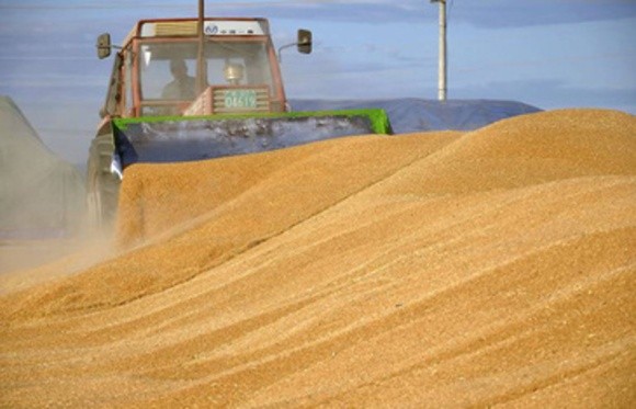 Основним ринком збуту української пшениці стала Індонезія фото, ілюстрація