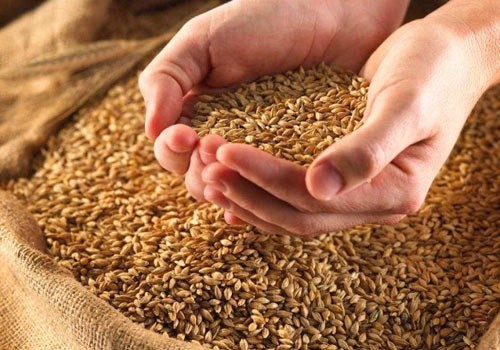 У 2016/17 МР врожайність української пшениці підвищиться до 4,2 т/га, - USDA  фото, ілюстрація