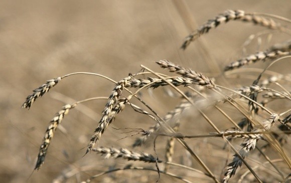 Погода не дозволила аграріям виростити якісну пшеницю фото, ілюстрація
