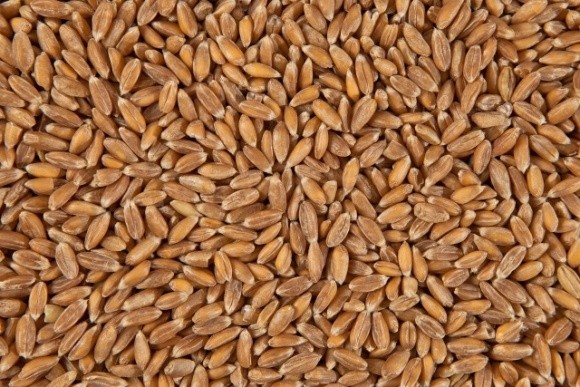 Ціни на пшеницю виросли на підсумках єгипетського тендеру фото, ілюстрація