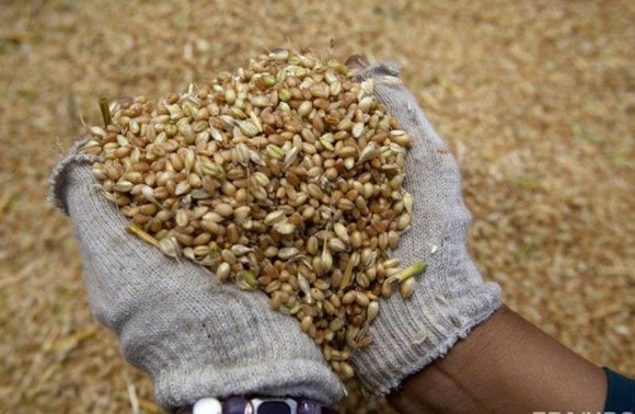 Єгипет залишиться топовим ринком збуту української пшениці фото, ілюстрація