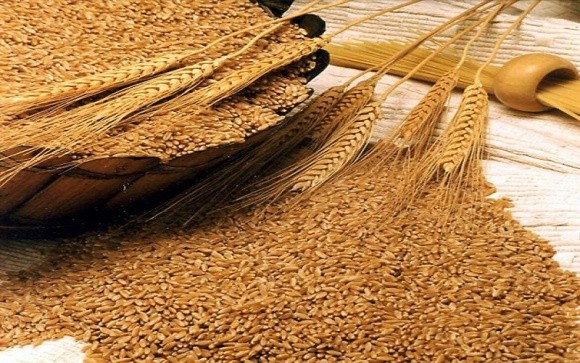 ТОП-10 крупнейших экспортеров украинской пшеницы фото, иллюстрация