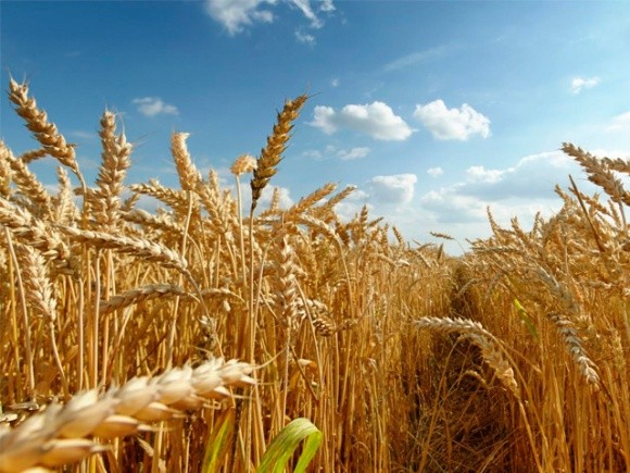 Пора переходити до створення сортів пшениці під конкретний продукт, - вчені фото, ілюстрація