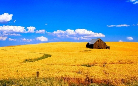 Агролайфхак: 7 порад від академіка Моргуна як вибрати сорт пшениці фото, ілюстрація