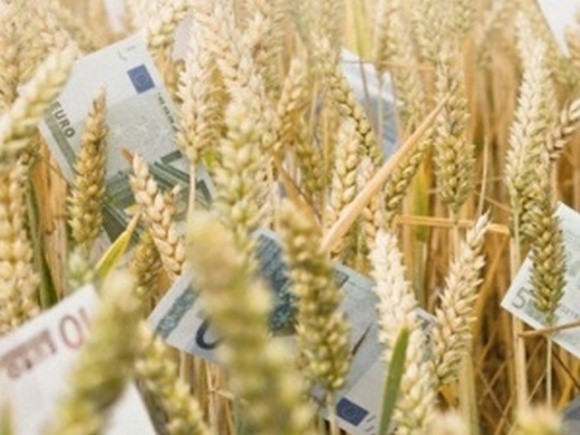 Погодні чинники продовжують опускати ціни на пшеницю фото, ілюстрація