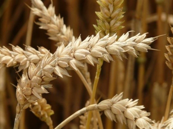 BASF оприлюднила строки виходу гібридної пшениці на світові ринки фото, ілюстрація