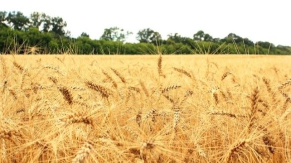 В Австралии собрали уникальный урожай пшеницы, выращенный на удобрениях из батареек фото, иллюстрация