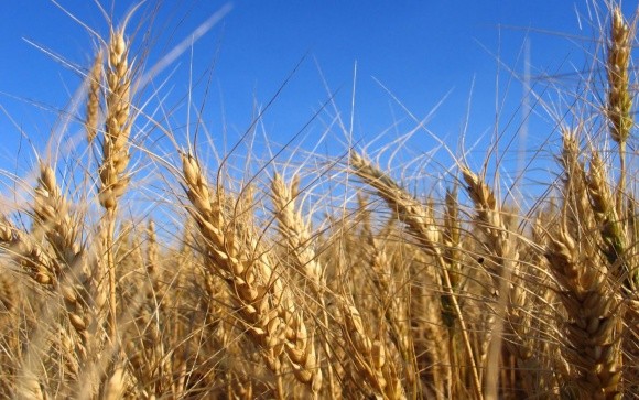 Інститут фізіології рослин і генетики - лідер селекції озимої пшениці, - Мінагропрод фото, ілюстрація