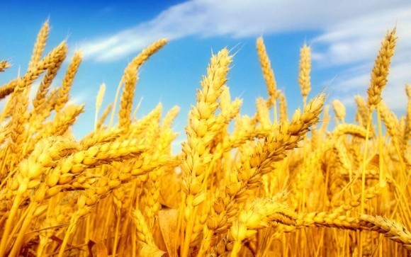 Індія не стане подвоювати мито на імпорт пшениці фото, ілюстрація