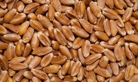 Туреччина придбала в Інституті зрошення 20 т насіння пшениці фото, ілюстрація