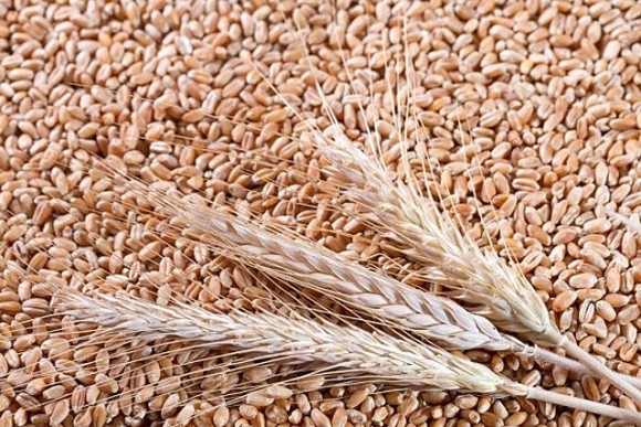 Ціни на пшеницю продовжують зростати на спекулятивних чинниках фото, ілюстрація