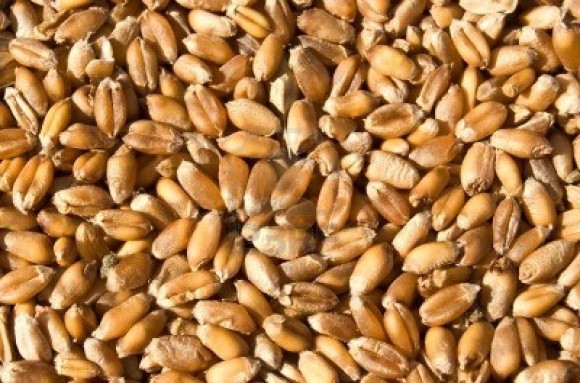 Канада введе квоти для України на пшеницю і ячмінь фото, ілюстрація