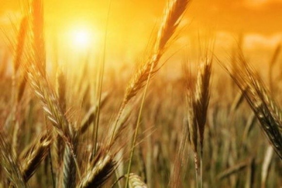 Австралійські аналітики прогнозують подорожчання пшениці в світі і найменший за десятиліття врожай у себе фото, ілюстрація