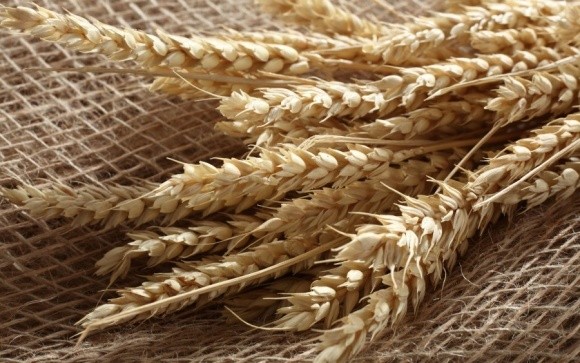 Подорожчання хліба назріло: зерно в Криму додає в ціні на тлі постачань до Сирії фото, ілюстрація