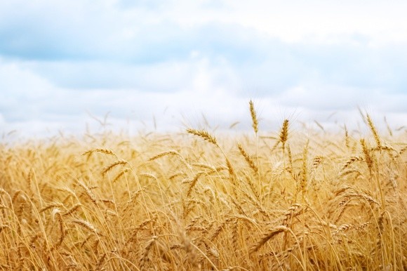 Бангладеш купуватиме українську пшеницю через її дешевизну фото, ілюстрація