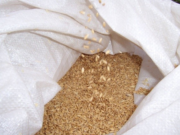 Трейдери відмовилися продавати пшеницю до Єгипту фото, ілюстрація