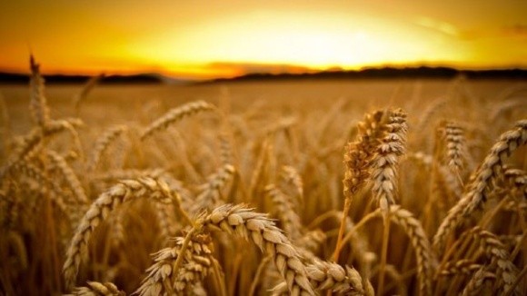 Пшениця – невигідна для фермерів Хмельниччини культура фото, ілюстрація