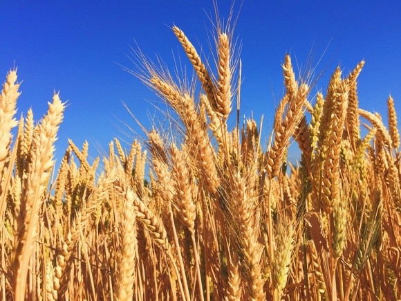 Пшениця: Україно-Мексиканська торгівля фото, ілюстрація