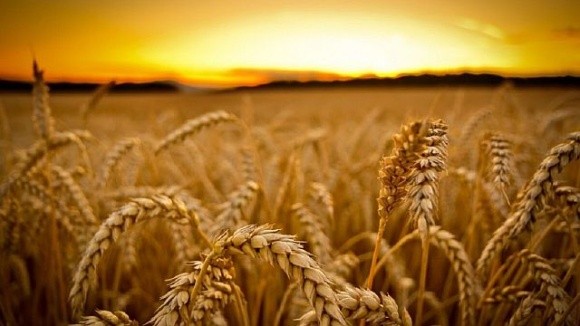 USDA збільшило прогноз пропозиції та споживання пшениці фото, ілюстрація