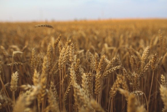 В Індії не вистачає пшениці - будуть купувати нашу фото, ілюстрація