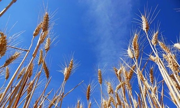 Ліван закупив в України 72 тис. т пшениці фото, ілюстрація