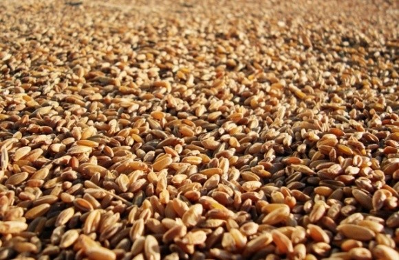 Через низький експорт австралійської пшениці імпортери закупляють українську фото, ілюстрація