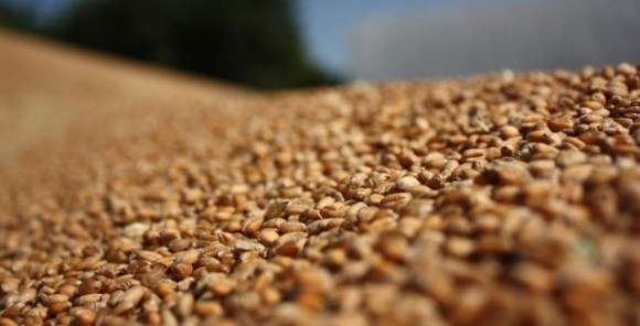 Менше сої та кукурудзи — більше пшениці фото, ілюстрація