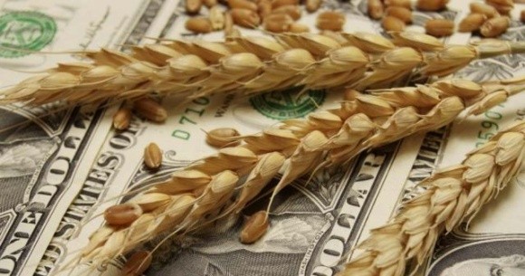 В Україні дорожчає продовольча пшениця фото, ілюстрація