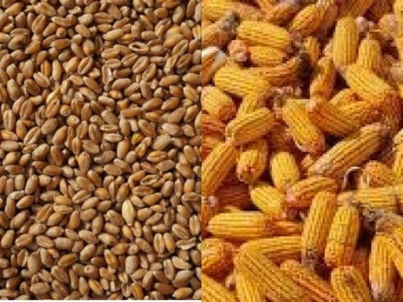 USDA оновив прогноз виробництва та експорту української пшениці та кукурудзи фото, ілюстрація