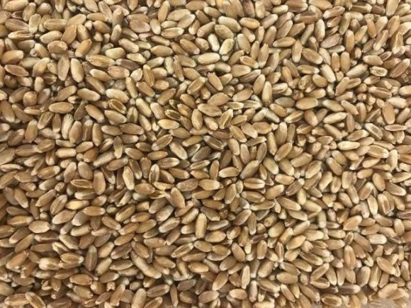 Пшеницю у фермерів Сумщини не купляють навіть за ціною вдвічі нижчою, ніж торік фото, ілюстрація