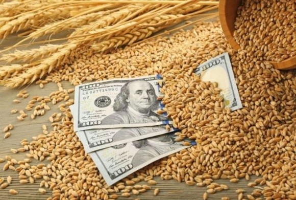 Пшениця нового врожаю поступово зростає в ціні фото, ілюстрація