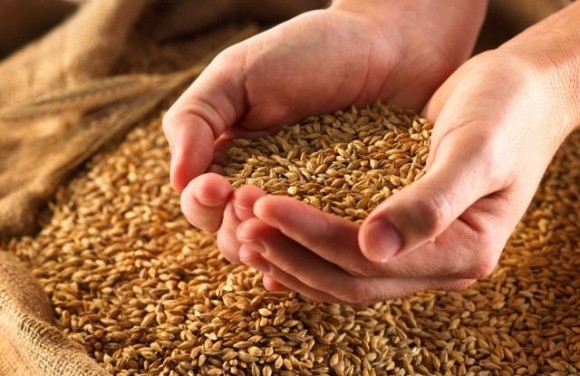 Якість продовольчої пшениці в Україні в ц.р. в цілому є хорошою, — експерт фото, ілюстрація
