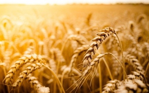 Світова спільнота засвідчила підтримку УЗА у скасуванні вимоги Індонезії щодо «прожарки» пшениці фото, ілюстрація