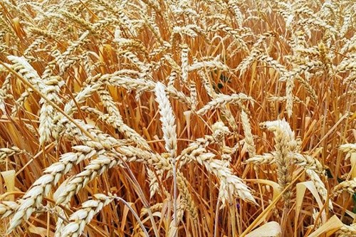 Ціна на Чорноморську пшеницю продовжить зміцнюватися, - трейдери фото, ілюстрація