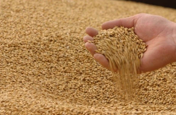Філії ДПЗКУ прийняли понад 1,5 млн тонн зернових фото, ілюстрація