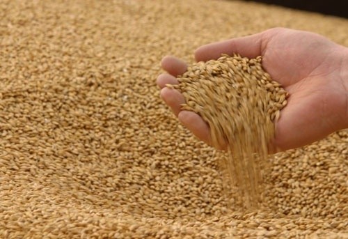 До 1 серпня на українських підприємствах в наявності було майже 22 млн. тон зерна, - Держстат фото, ілюстрація